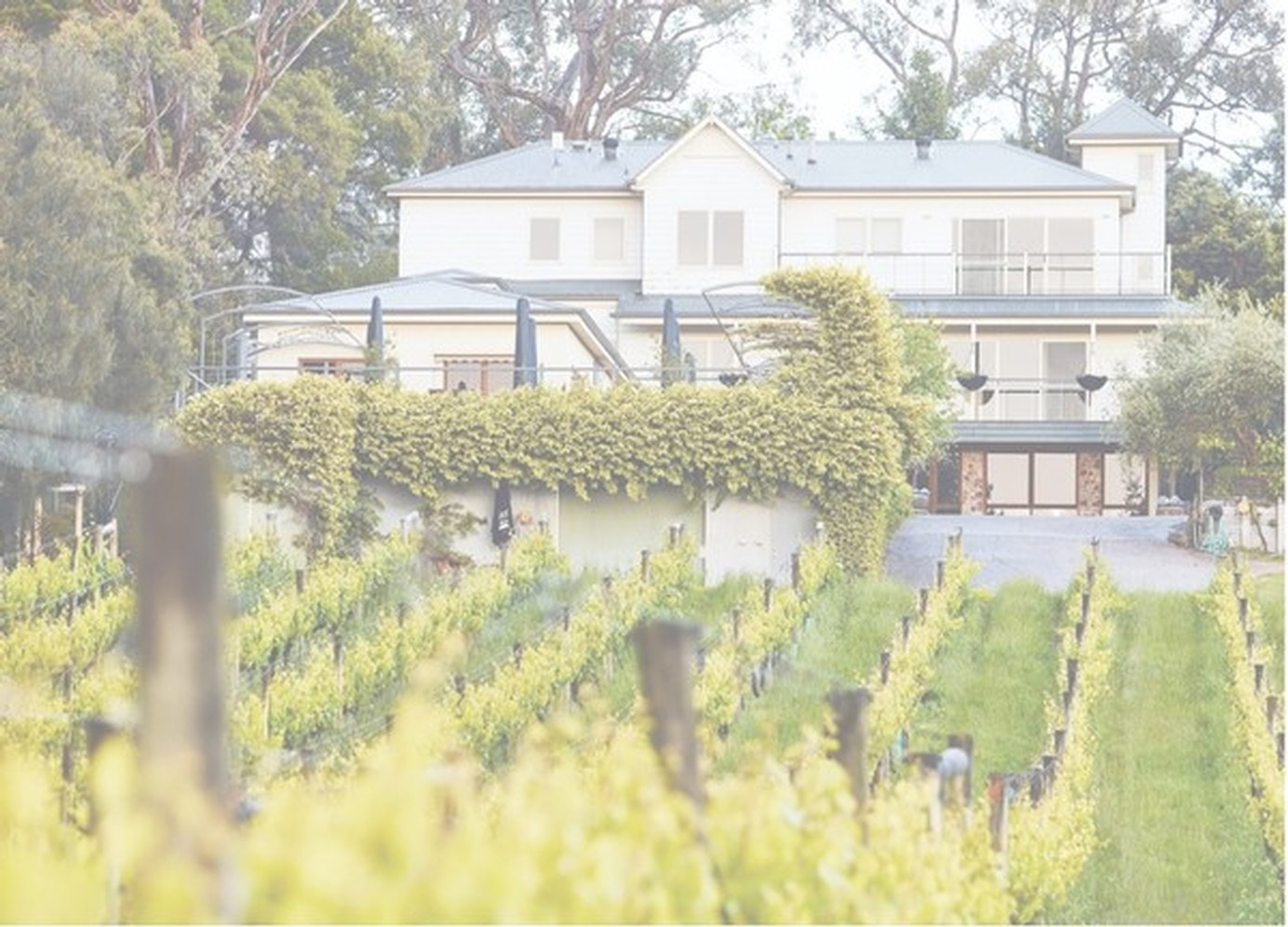 View across the Morning Sun Vineyard