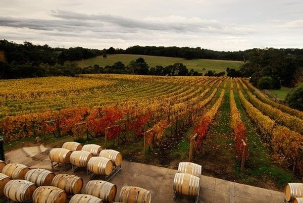 View across the Morning Sun Vineyard