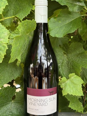 Morning Sun Rosso 2025